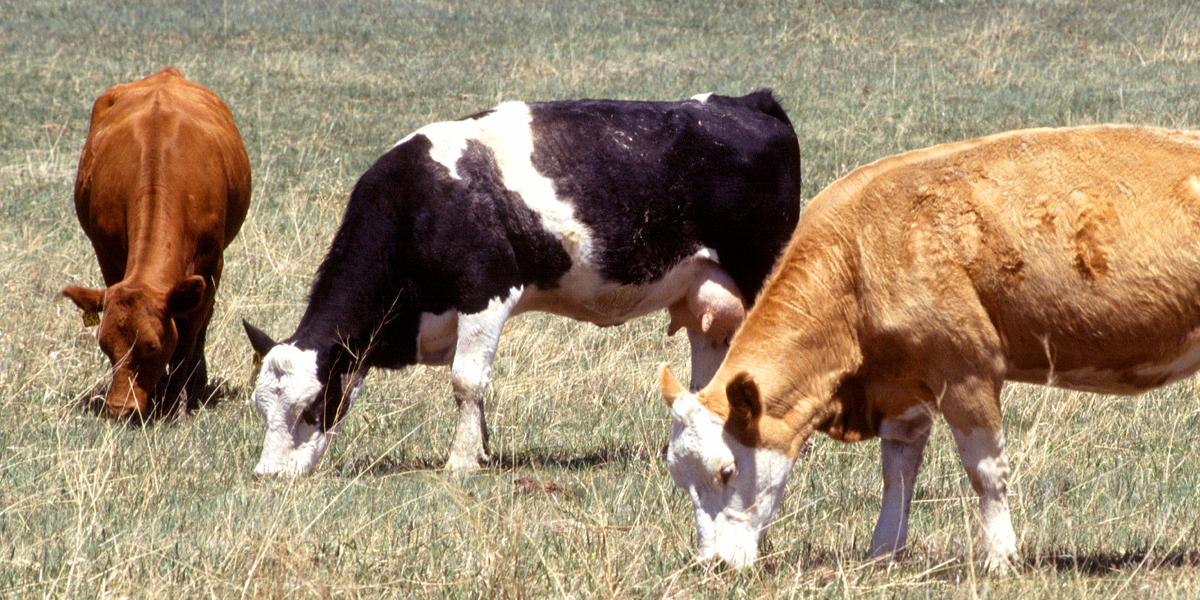 Кетоз у коров: симптомы, лечение и профилактика