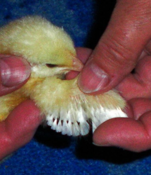 Пушкинская порода кур (30 фото): описание полосато-пестрой птицы, определение пола у цыплят. когда начинают нести яйца? отзывы