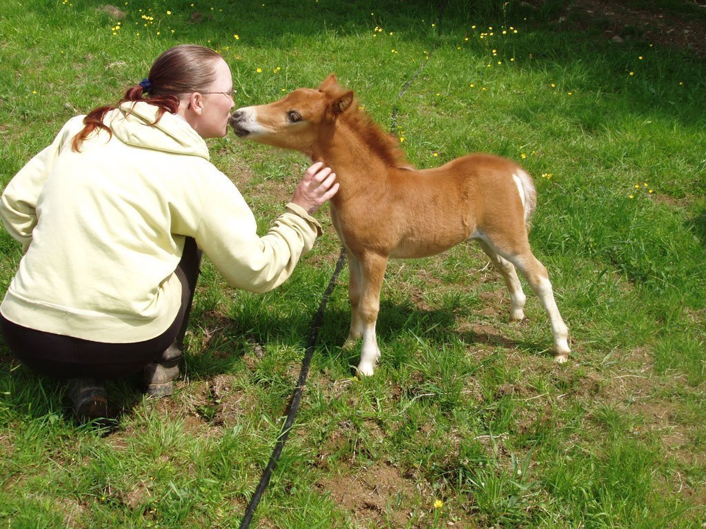 Мини-лошадь: описание карликовых пород, правила ухода и самые маленькие особи
