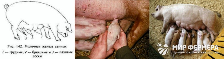 Выращивание и откорм свиньи | fermer.ru - фермер.ру - главный фермерский портал - все о бизнесе в сельском хозяйстве. форум фермеров.