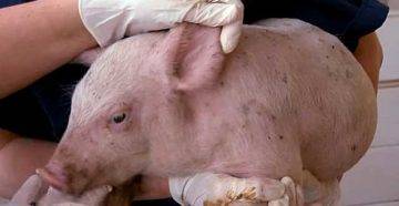 Альбен передозировка у свиней. таблетки от глистов альбен: инструкция по применению для животных