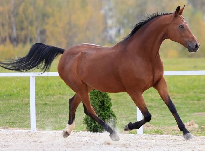Тракененская лошадь: описание, характеристики породы, фото