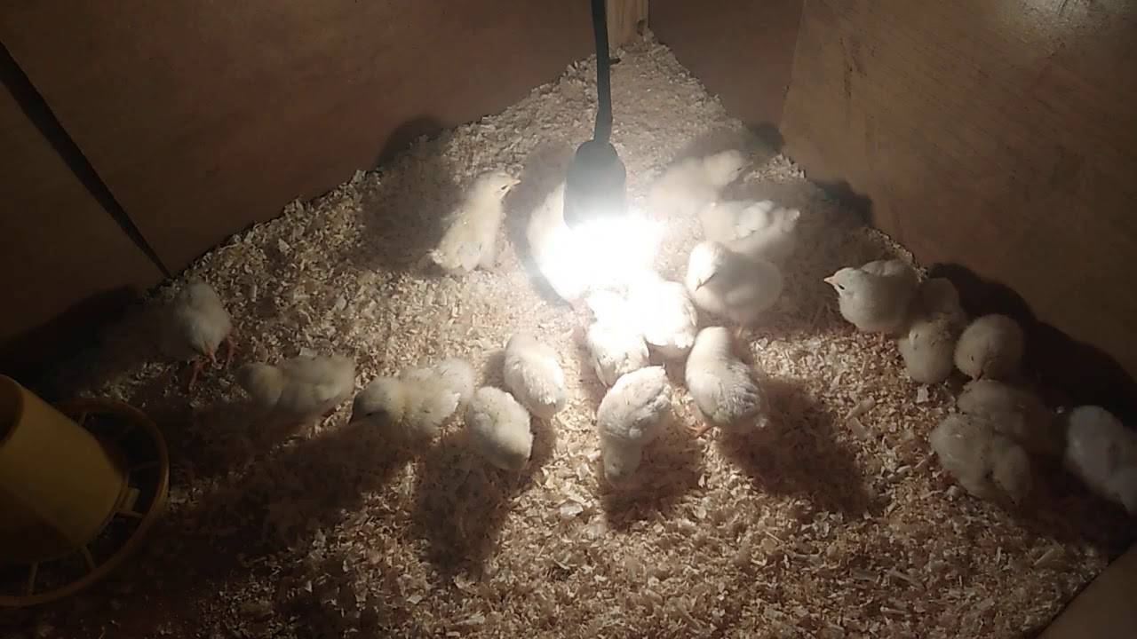 Кормление цыплят до месяца и после: какой уход обеспечить в домашних условиях, вид корма и норма в зависимости от возраста для бройлерной птицы