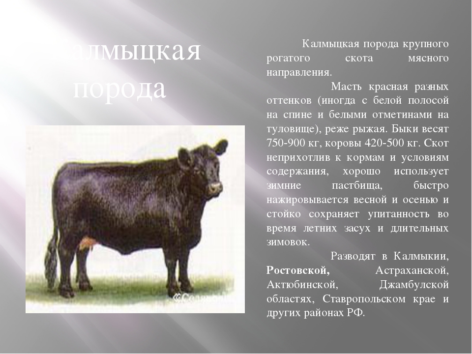Породы быков: высокопродуктивные быки и их разведение в домашних условиях