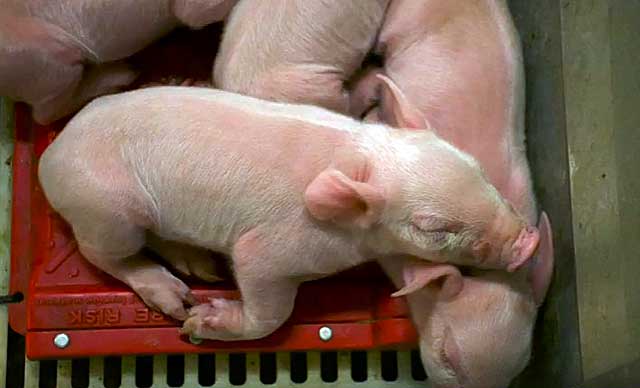 Опорос свиней: признаки родов, особенности первого раза, уход после