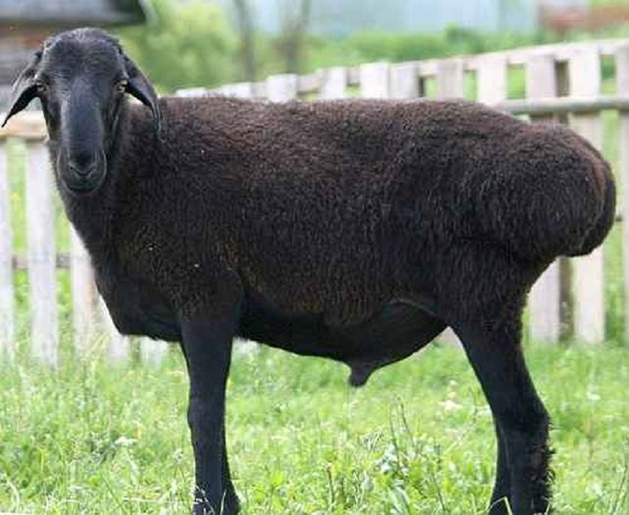 Эдильбаевская порода овец: описание, правила содержания, разведения
