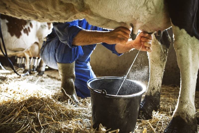 Почему у коровы в молоке кровь: кровяные выделения
