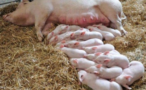✅ все о свиноматке: оплодотворение, сколько ходит беременная, особенности - tehnomir32.ru