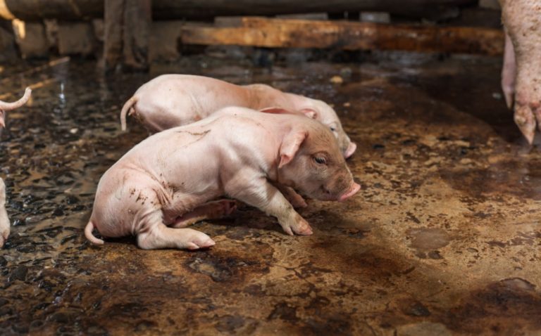Рожа у свиней: симптомы заболевания, причины, способы лечения
