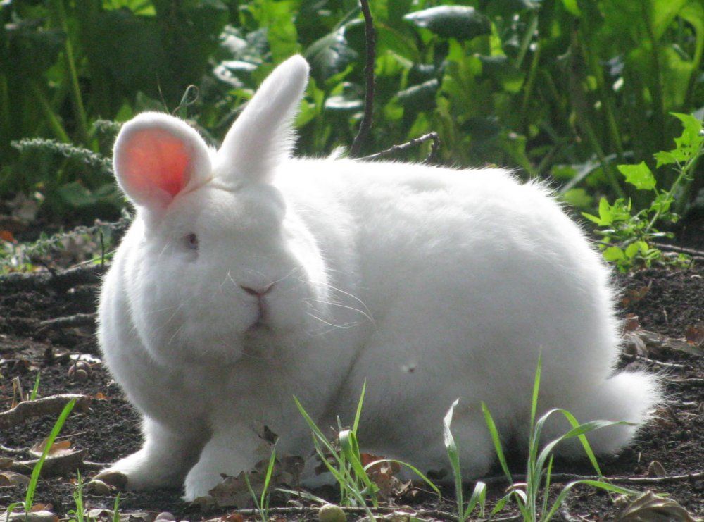 Новозеландские кролики белые и красные - характеристики породы, особенности разведения, фото | россельхоз.рф