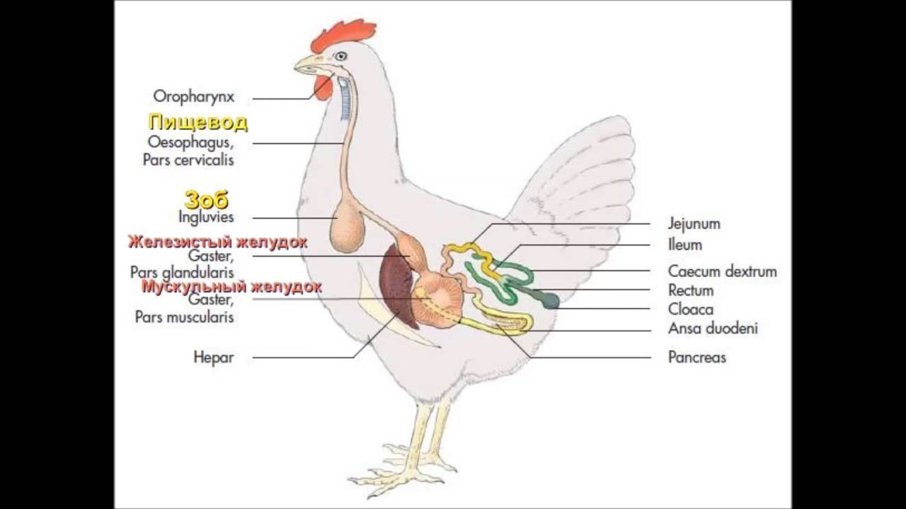 ✅ почему, что делать при увеличении или закупорке зоба у курицы (кандидоз, атония) - tehnomir32.ru
