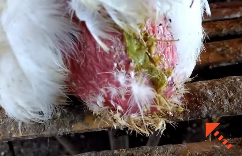 Выпадение яйцевода у кур и его воспаление: как лечить