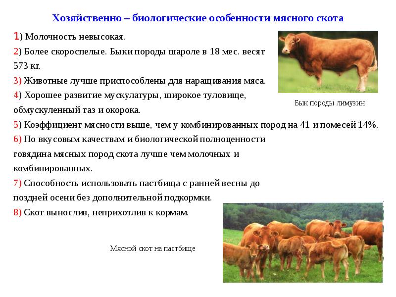 О крупном рогатом скоте (биологические и хозяйственные особенности крс)