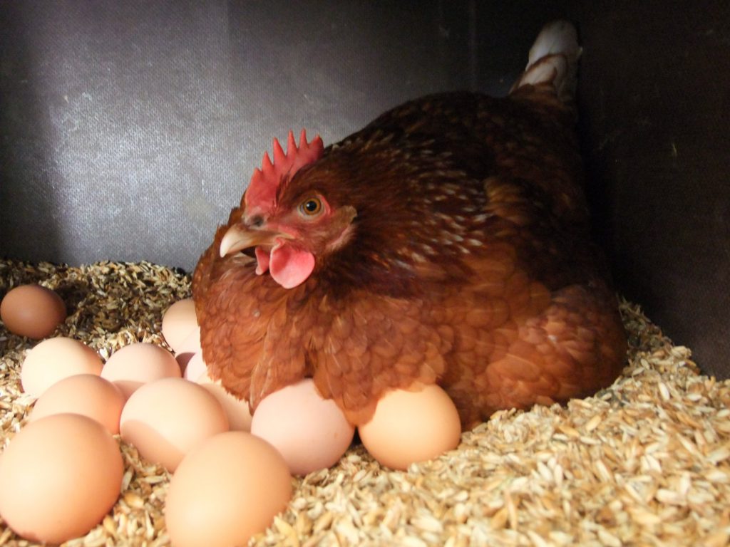 Почему куры несут яйца без скорлупы? основные причины