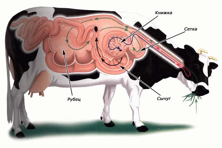 У коровы нет жвачки: описание, причины, что делать — selok.info