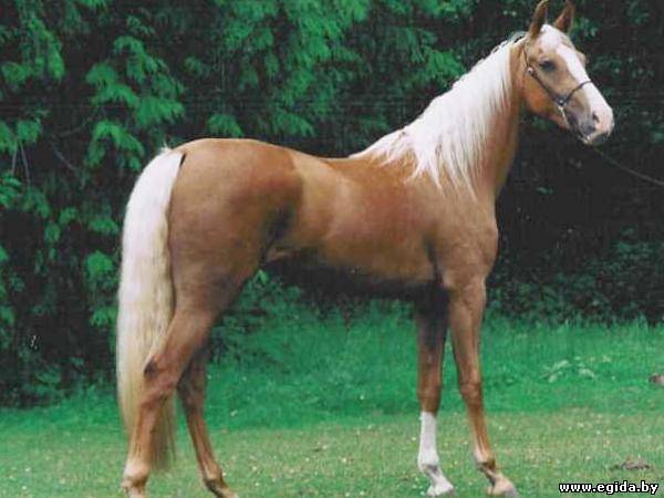Американская верховая лошадь: описание и особенности популярных пород