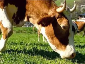 Лечение народными средствами, если у коровы или теленка пропала жвачка