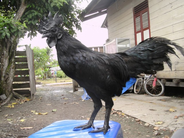 Черные куры: порода курицы и петуха с мясом, цыпленок черно-белый