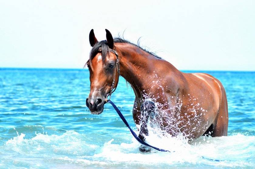 ✅ плавают ли лошади: насколько хорошо и как далеко плавают кони - tehnomir32.ru