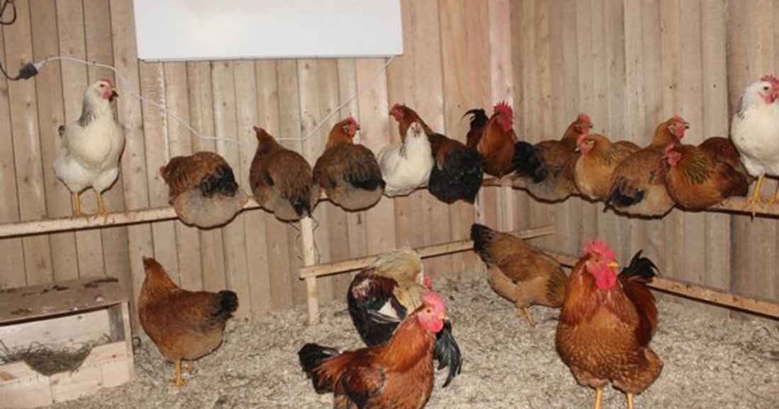 Разведение кур в домашних условиях: породы, которые используют для получения мяса, яиц и комбинированный вариант, а также особенности их выращивания