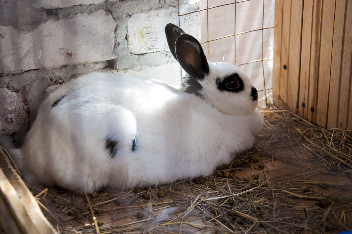 Сколько длится беременность у кроликов: продолжительность