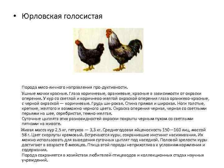 Брама куропатчатая: фото и описание породы кур, содержание и выращивание цыплят и петухов, особенности и характеристики птиц