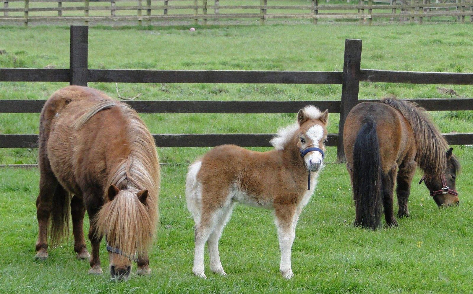 Самые маленькие лошади в мире: список миниатюрных пород лошадок