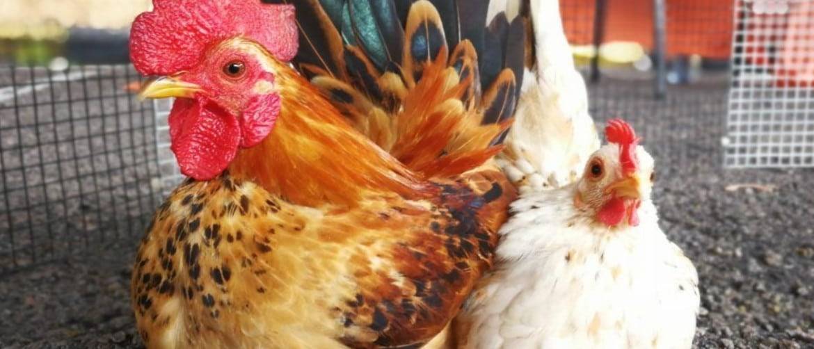 Почему дохнут цыплята и куры – что это за болезнь и что делать