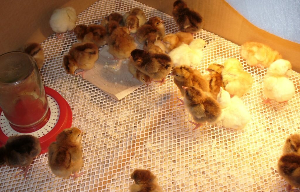 Суточные цыплята: уход, кормление, содержание после вылупления из инкубатора с первых дней жизни (суточные несушки и до 3 недели)  в домашних условиях