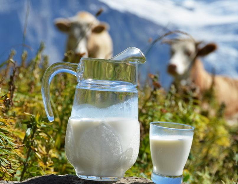 Чем полезно парное коровье молоко