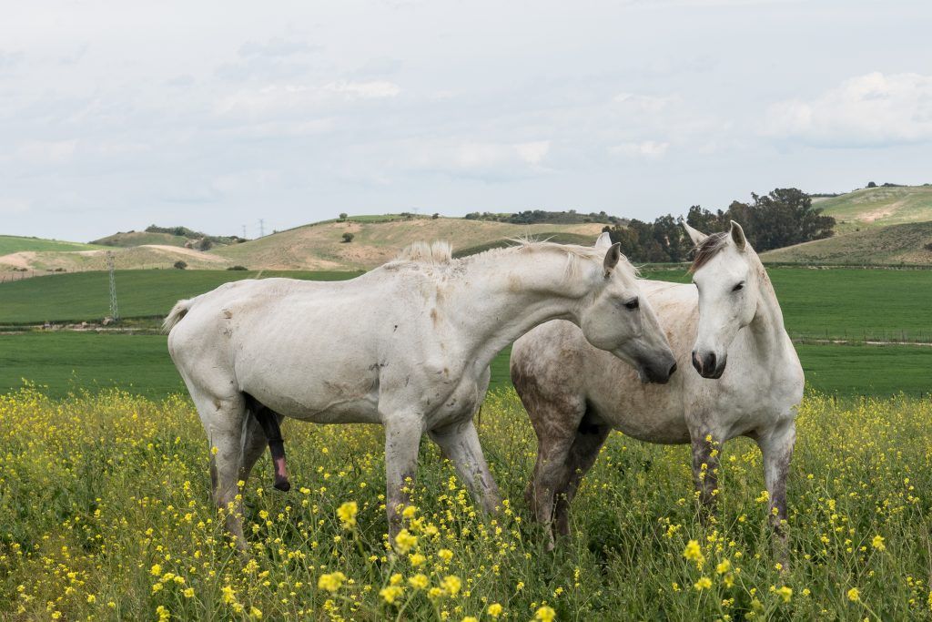 Как спариваются лошади: естественная и искусственная случка
