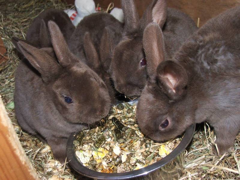 Суточные нормы кормления кроликов