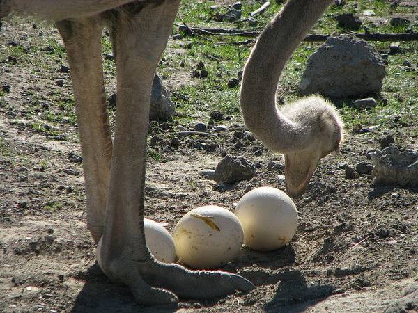 Яйценоскость и средний вес страусиного яйца — узнаем интересные факты!