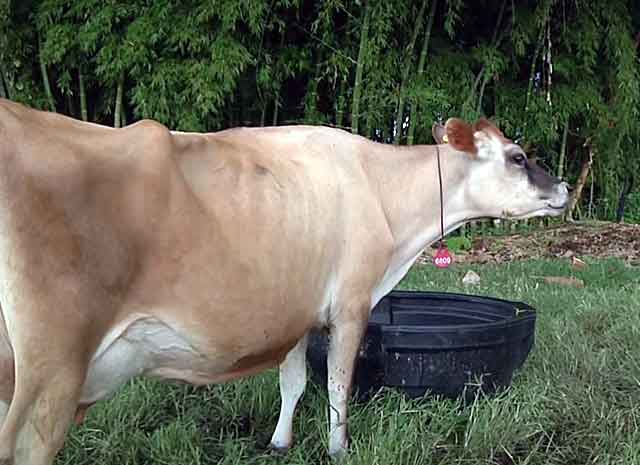 Стельность коровы | признаки стельности | определение стельности коровы