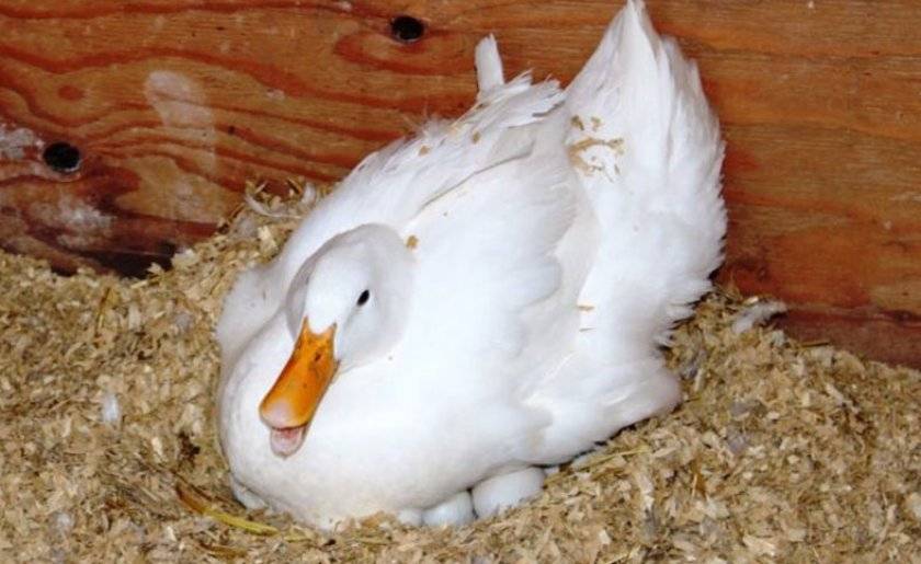 ✅ сколько дней утка высиживает яйца: когда появляются утята, полезные советы - tehnomir32.ru