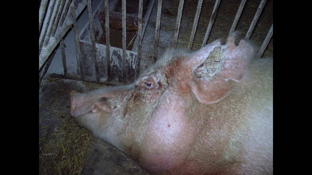 Чесотка у свиней - симптомы, лечение, народные средства