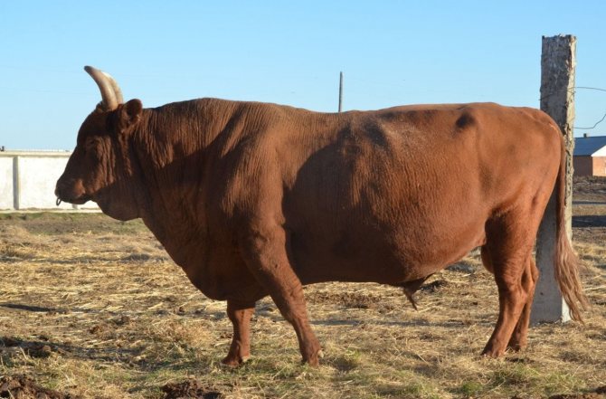 Познакомьтесь с никерсом, гигантским быком, который слишком велик для убоя (2 фото + видео)