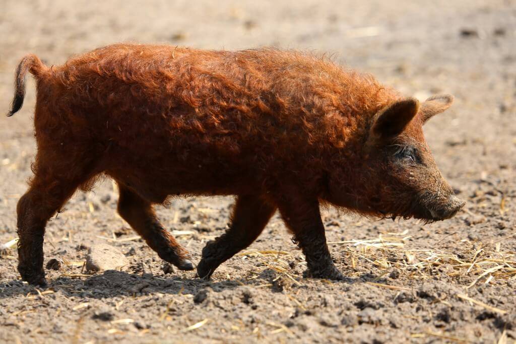 Порода свиней венгерская мангалица: характеристика, описание