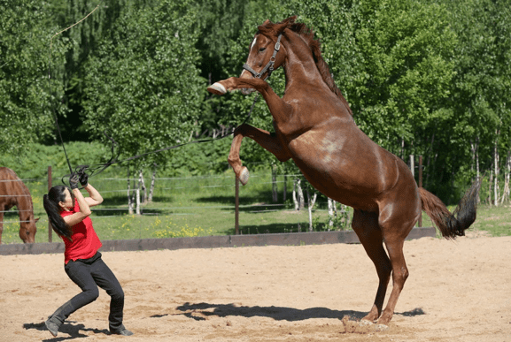 Обучение диких лошадей: характеристика, особенности, цикл времени