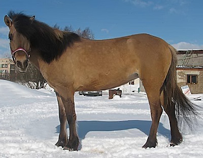Игреневая масть лошади — описание и фото масти