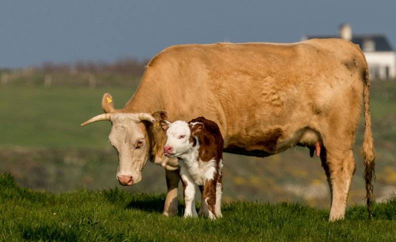 Сколько стоит живая корова в 2020 году?