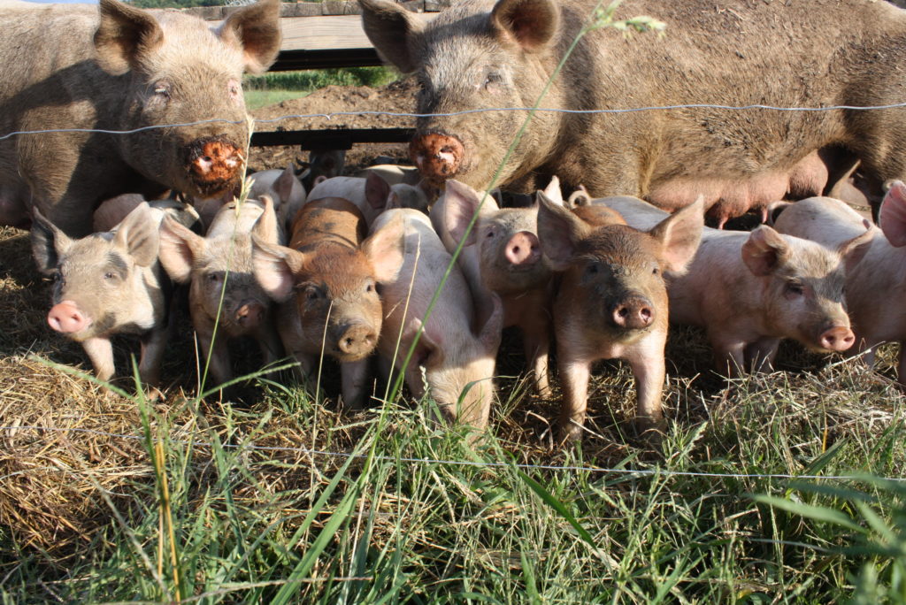 Содержание свиней: грамотный уход, кормление и содержание (90 фото и видео)