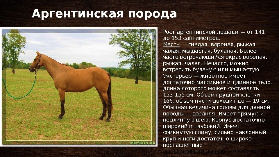 О породах лошадей: все породы лошадей от а до я, название, описание, характеристики