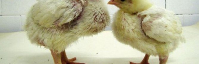 Схема пропойки цыплят-бройлеров антибиотиками и витаминами, рекомендуемые препараты