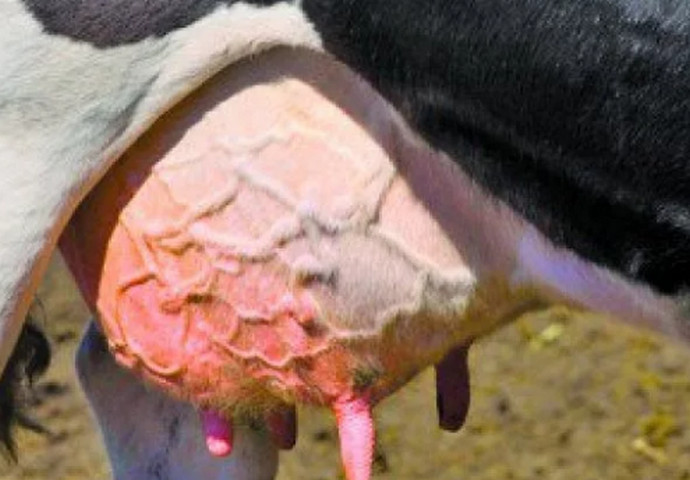 Бородавки у коровы на вымени лечение народными средствами