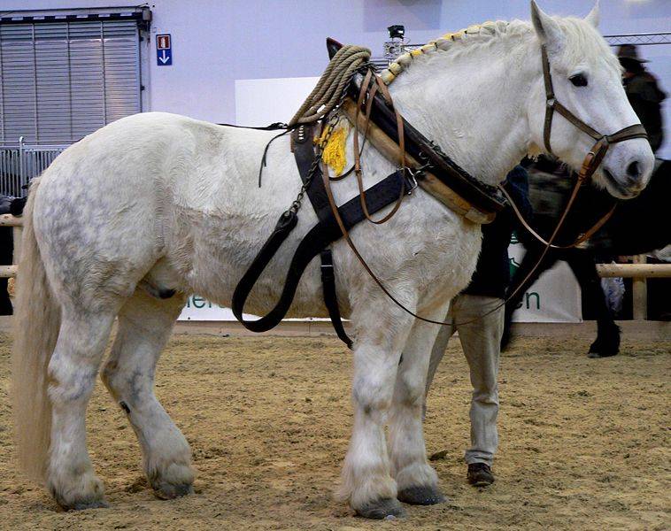 Сколько весит лошадь: средний вес по породам