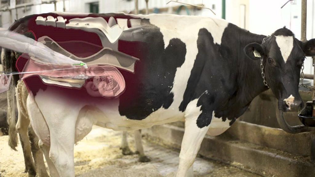 Способы искусственного оплодотворения животных (крс), время осеменения коров