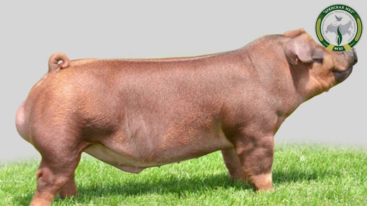Порода свиней дюрок: описание и характеристики породы