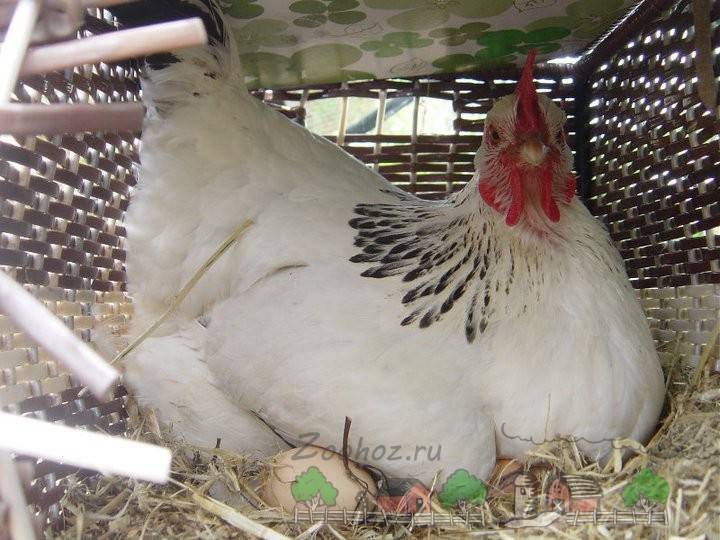 Появление цыплят. сколько курица высиживает яйца, тайны курицы наседки