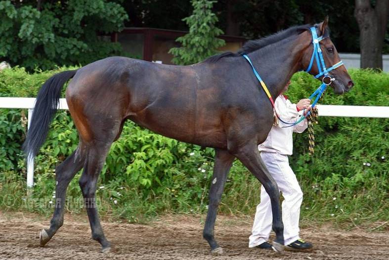 15 чудесных лошадей, от красоты которых перехватывает дыхание